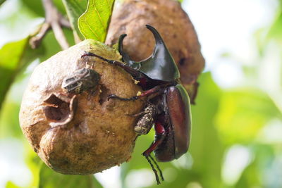 Close-up of insect on plant