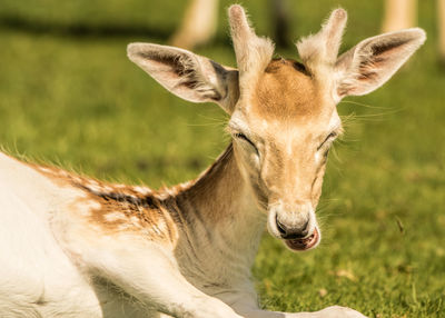 Close-up of deer on field