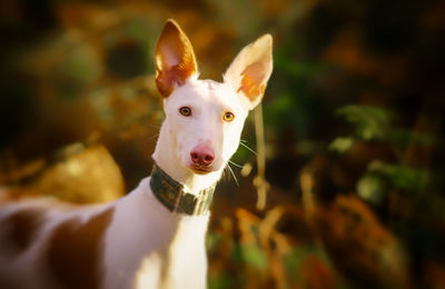 Portrait of white dog