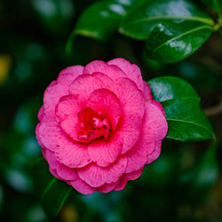 Close-up of pink rose