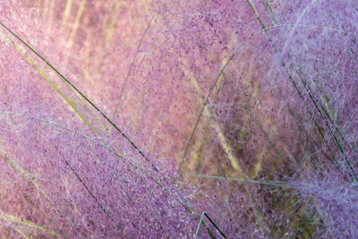 Close-up of grass