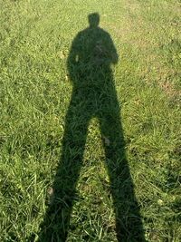 Shadow of trees on grassy field