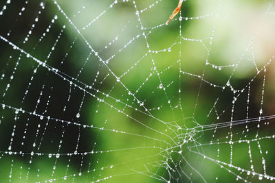 Close-up of spider web