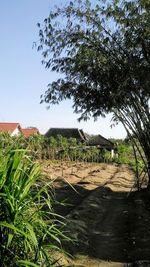 Scenic view of agricultural field against clear sky