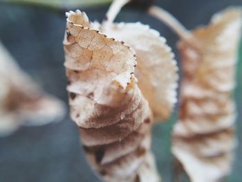 Close-up of dry leaf