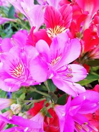 Close-up of pink flowering plants