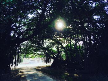 Road amidst trees against clear sky