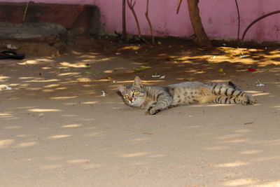 Portrait of cat relaxing on land