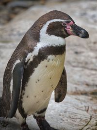Portrait of a penguin on a rocky shore outdoors during the day