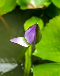 Close-up of purple flower blooming outdoors