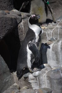 Emperor penguin against rock formations at galapagos islands