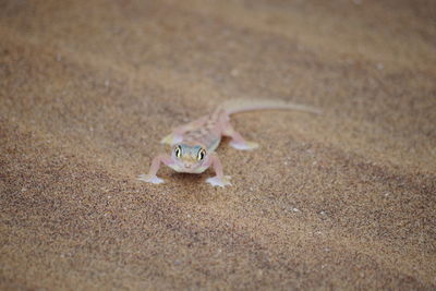 High angle view of stuffed toy on sand