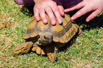 Close-up of human hand feeding on grass