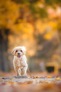 Close-up of dog