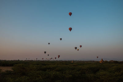 Hot air balloons flying over field against clear sky during sunset