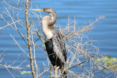 Bird perching on a branch