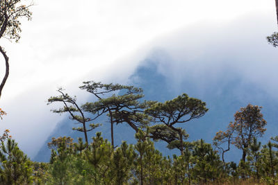 Trees in forest against sky