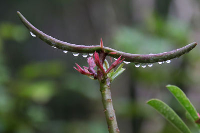 Close-up of wet flower buds