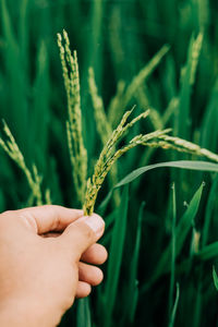 Close-up of hand holding plant