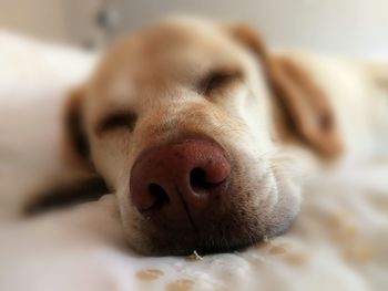 Close-up portrait of dog relaxing at home