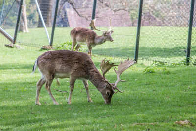 Deer standing in a field