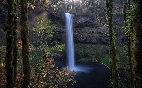 Scenic view of waterfall in forest