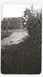 spider web