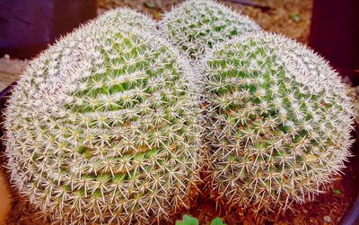 Close-up of cactus plant