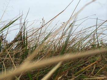 Close-up of grass on field against sky