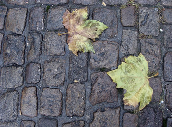 High angle view of maple leaf on fallen leaves