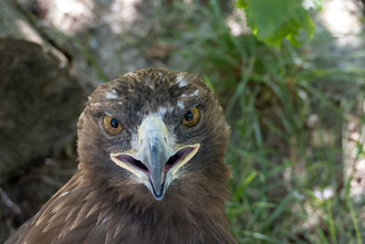 Close-up portrait of owl