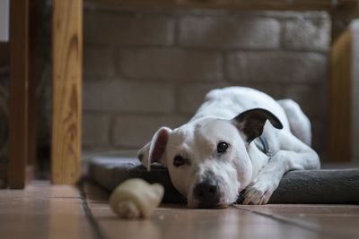 Portrait of a dog resting on floor at home