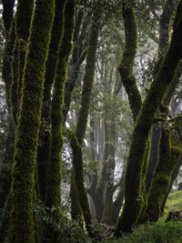 Trees growing in forest