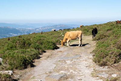 Cows and horses grazing in the mountains of baiona. galicia - spain