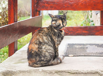 Portrait of a cat sitting on table