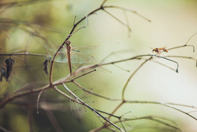 Close-up of insects by plant