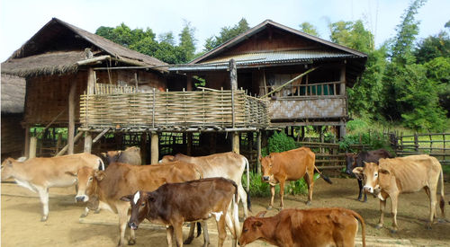 Cows standing in a field