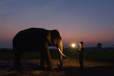 Side view of an animal on field against sky during sunset