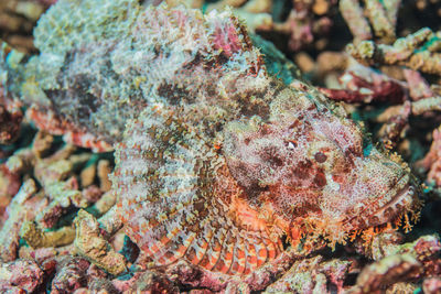 Close-up of fish underwater