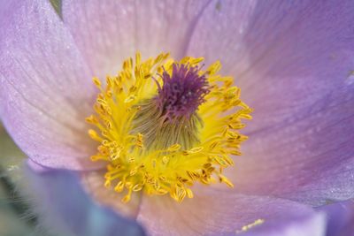 Close-up of yellow flowering plant