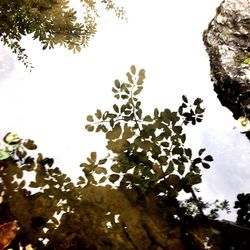 Low angle view of tree against sky