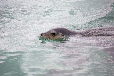 High angle view of sea lion in swimming pool