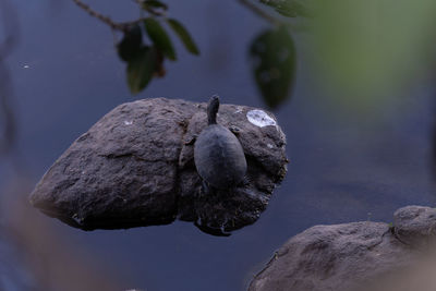 Close-up of turtle