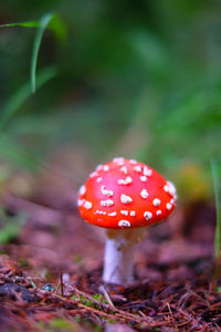 Close-up of fly agaric mushroom in a finnish forest