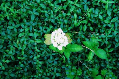 Plant growing on white surface