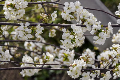 Abstract natural background with blossom cherry flowers. branches of flowering cherry in garden.