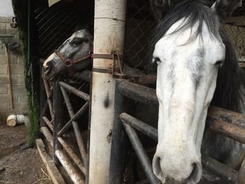 Horse standing in a fence