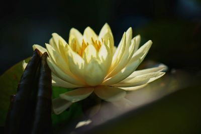 Close-up of yellow water lily