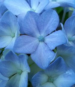 Close-up of purple flower