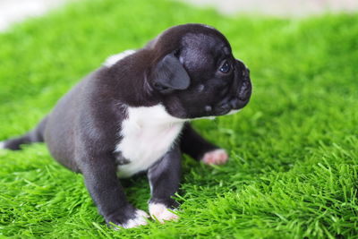 Portrait of a puppy on field